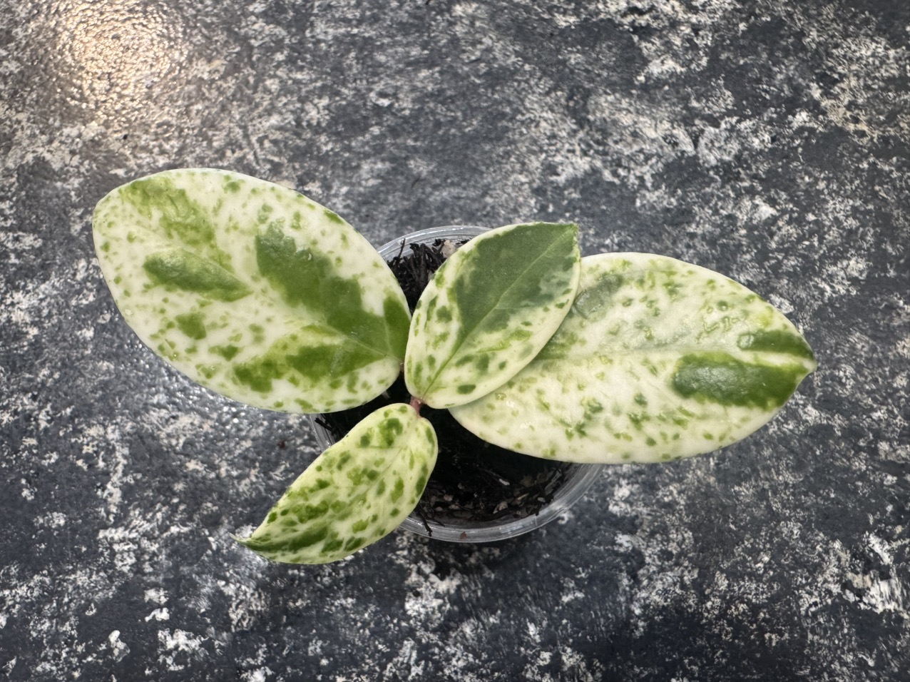 Hoya Lacunosa Full moon ($26) from @Gmae