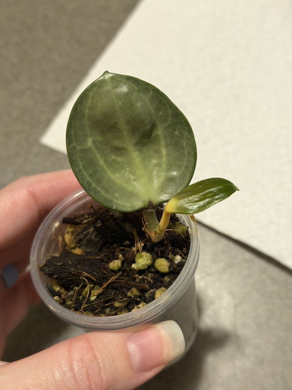 Hoya Mathilde Grey Fairy *CUTTING* ($35) from @syllybootanicals