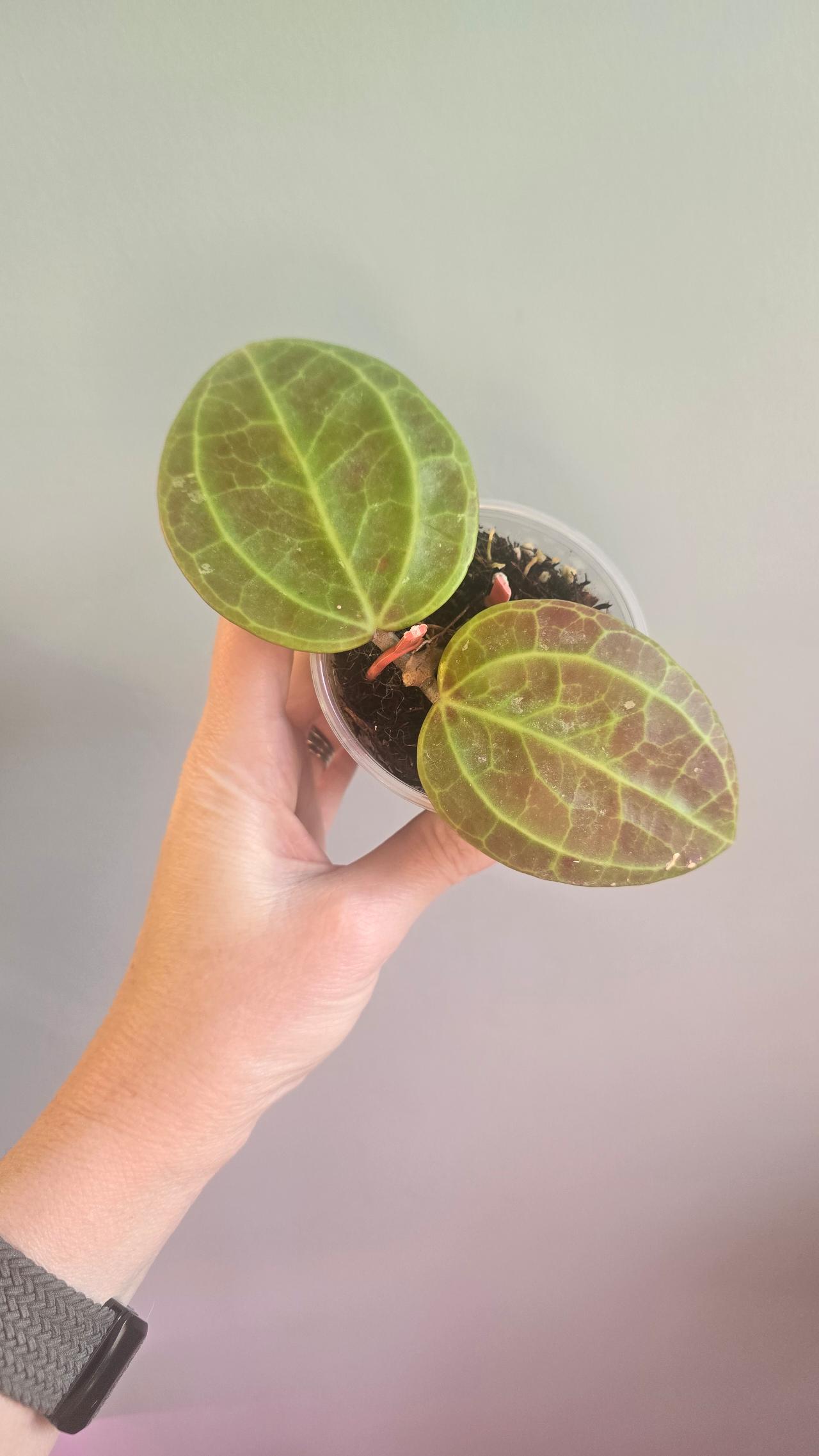 PL8239: Hoya Curtisii inner variegated ($39) from @WeArePlantLovers