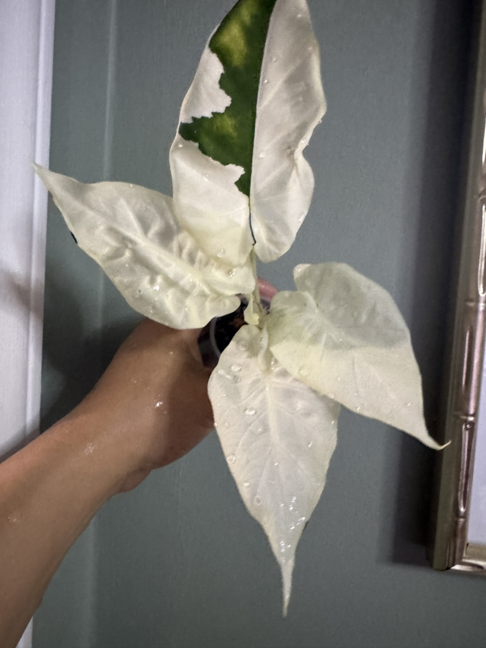 Hoya Mathilde Grey Fairy 🧚🏼‍♂️ ($295) from @BoldNorthBotanical