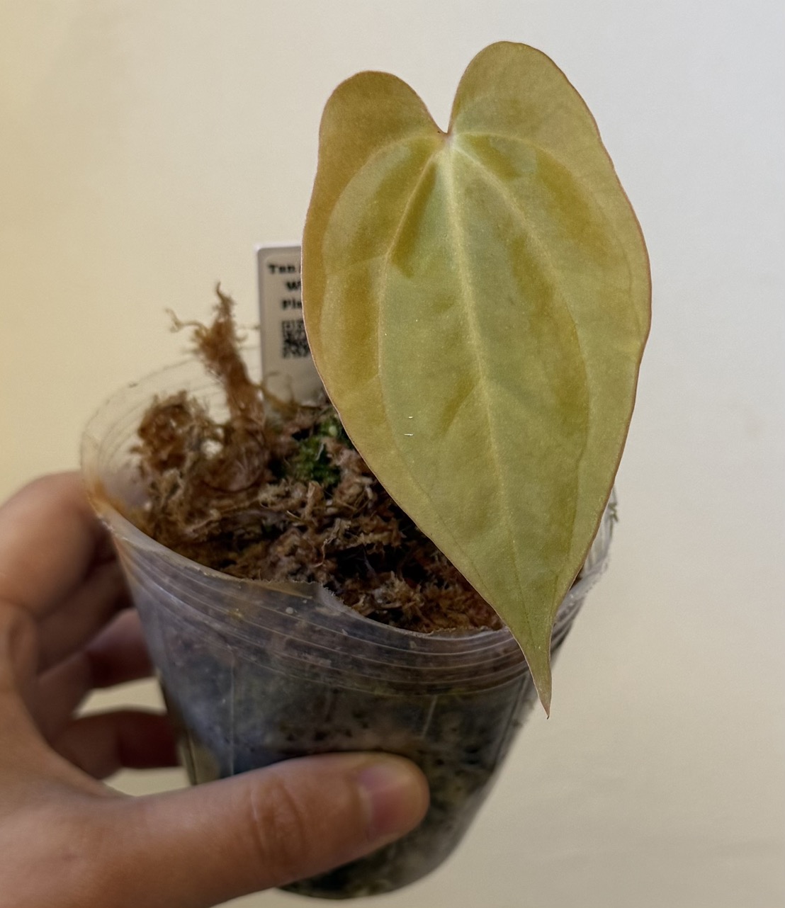 Anthurium Black Widow x Michelle division ($375) from
