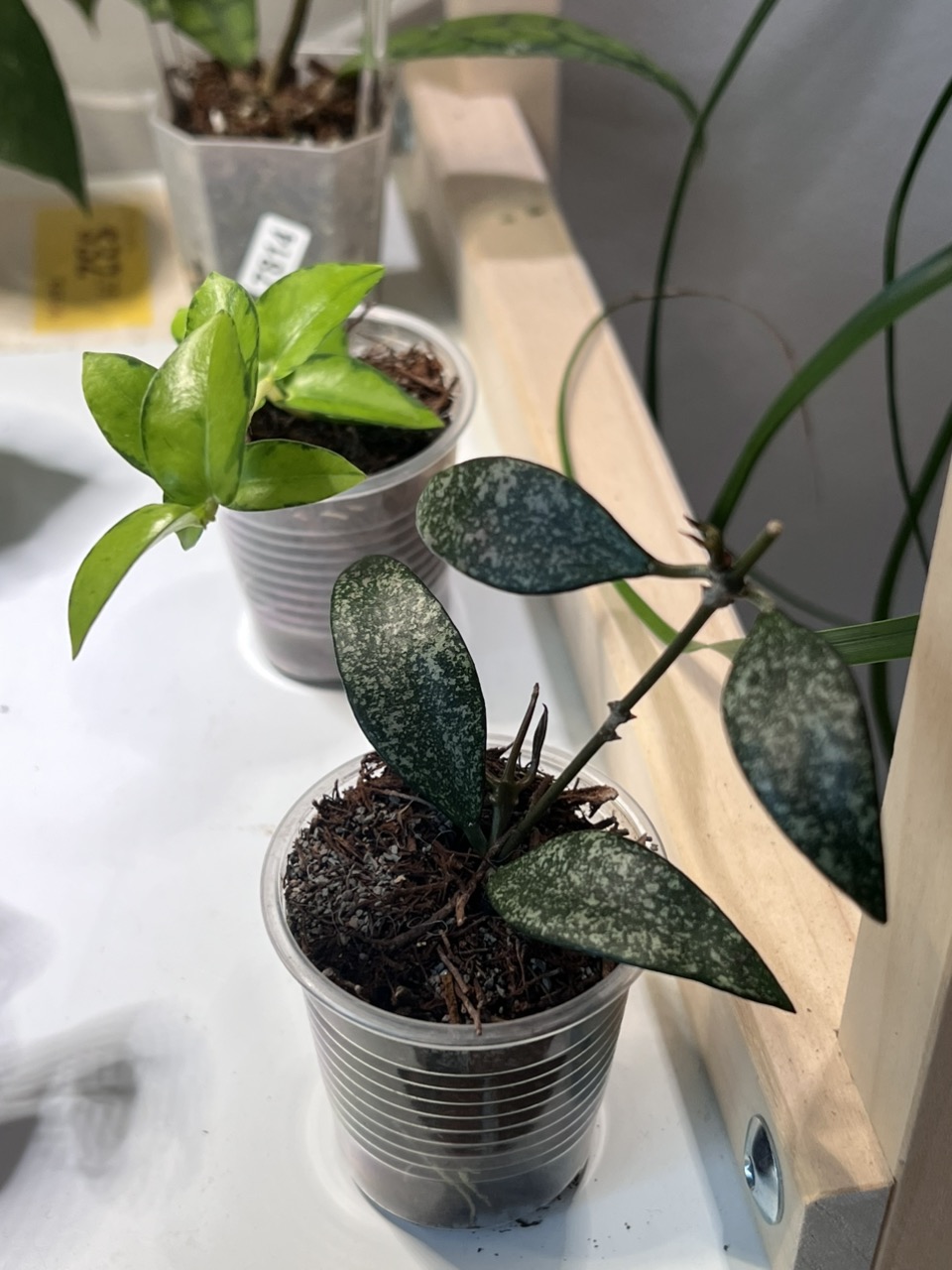 PL8239: Hoya Curtisii inner variegated ($39) from @WeArePlantLovers