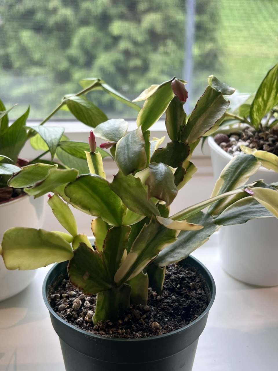 PL8239: Hoya Curtisii inner variegated ($39) from @WeArePlantLovers