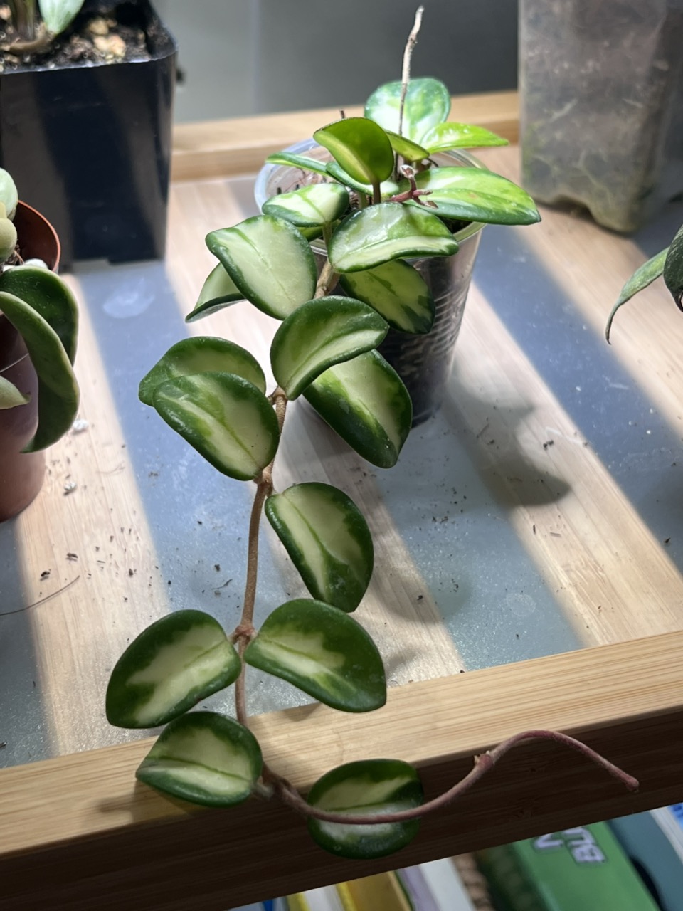 PL8239: Hoya Curtisii inner variegated ($39) from @WeArePlantLovers