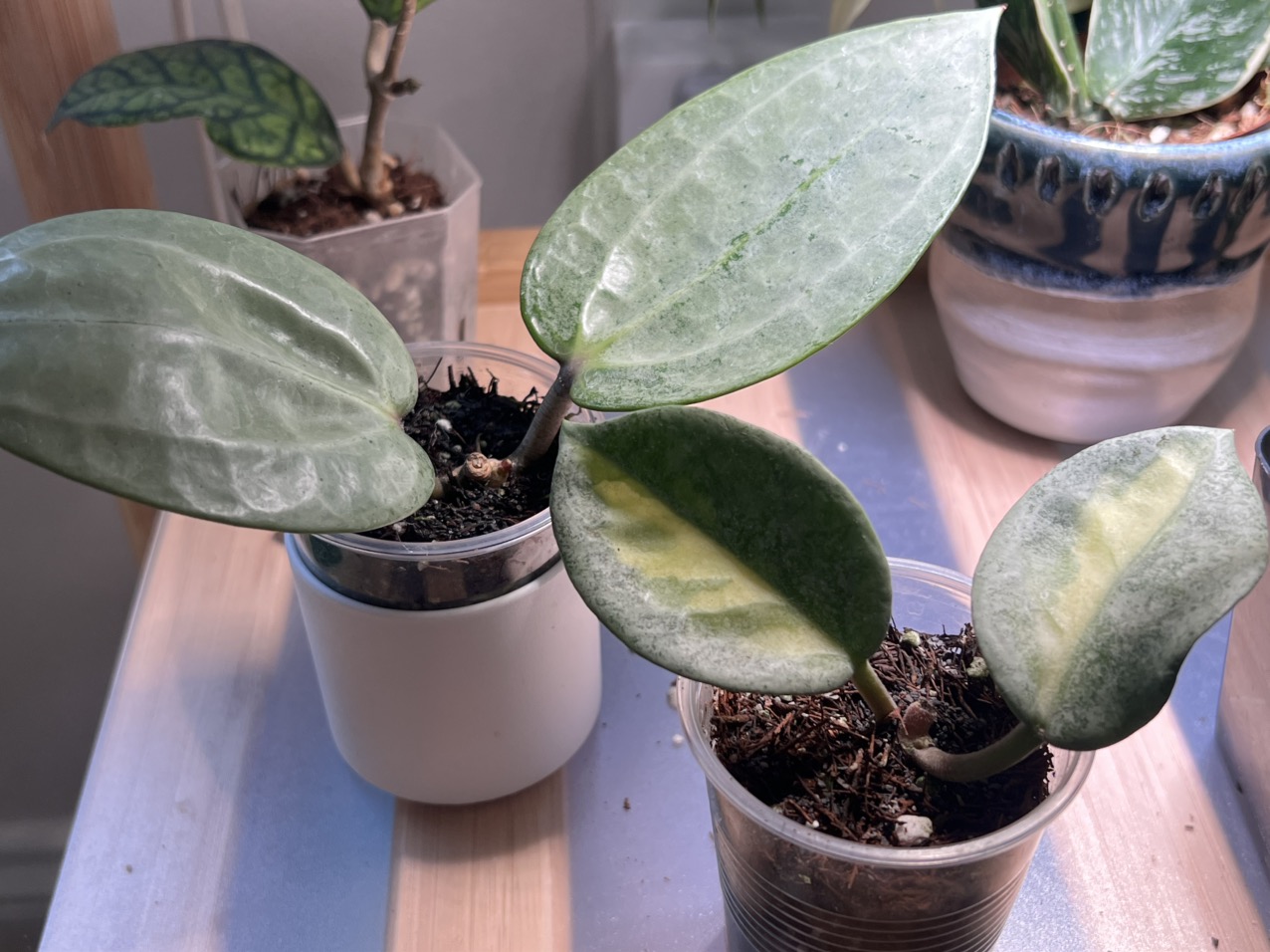 PL8239: Hoya Curtisii inner variegated ($39) from @WeArePlantLovers