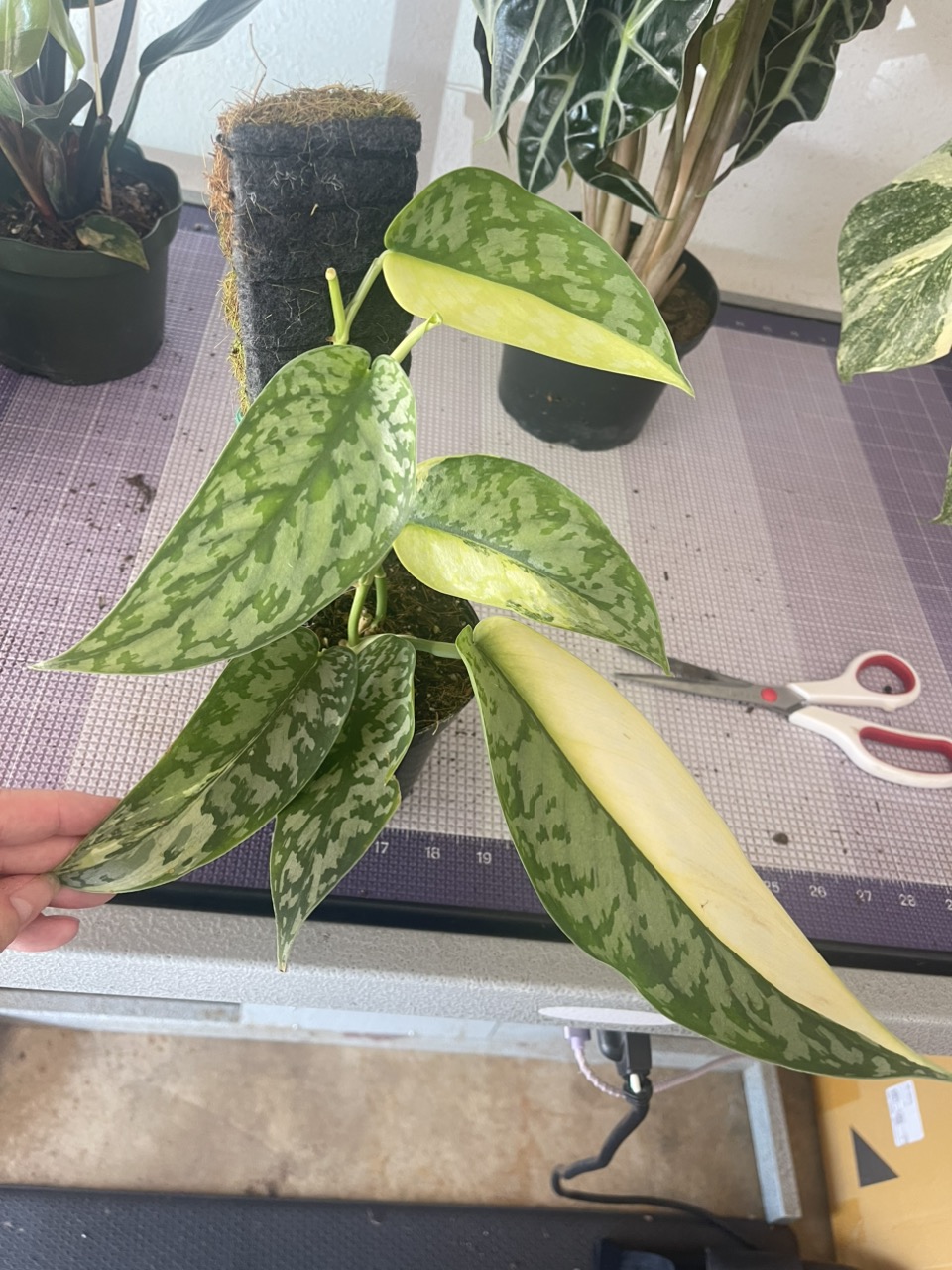 6” Anthurium 'Silver Tiger' x (RC x Dorayaki) ($195.99) from 6” Anthurium 'Silver Tiger' x (RC x Dorayaki) ($195.99) from