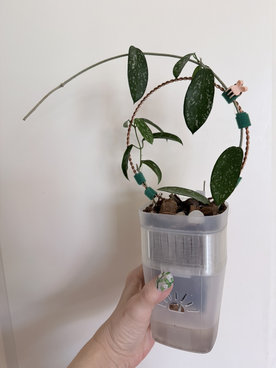 Hoya Stenakei dark ($55) from @Gmae