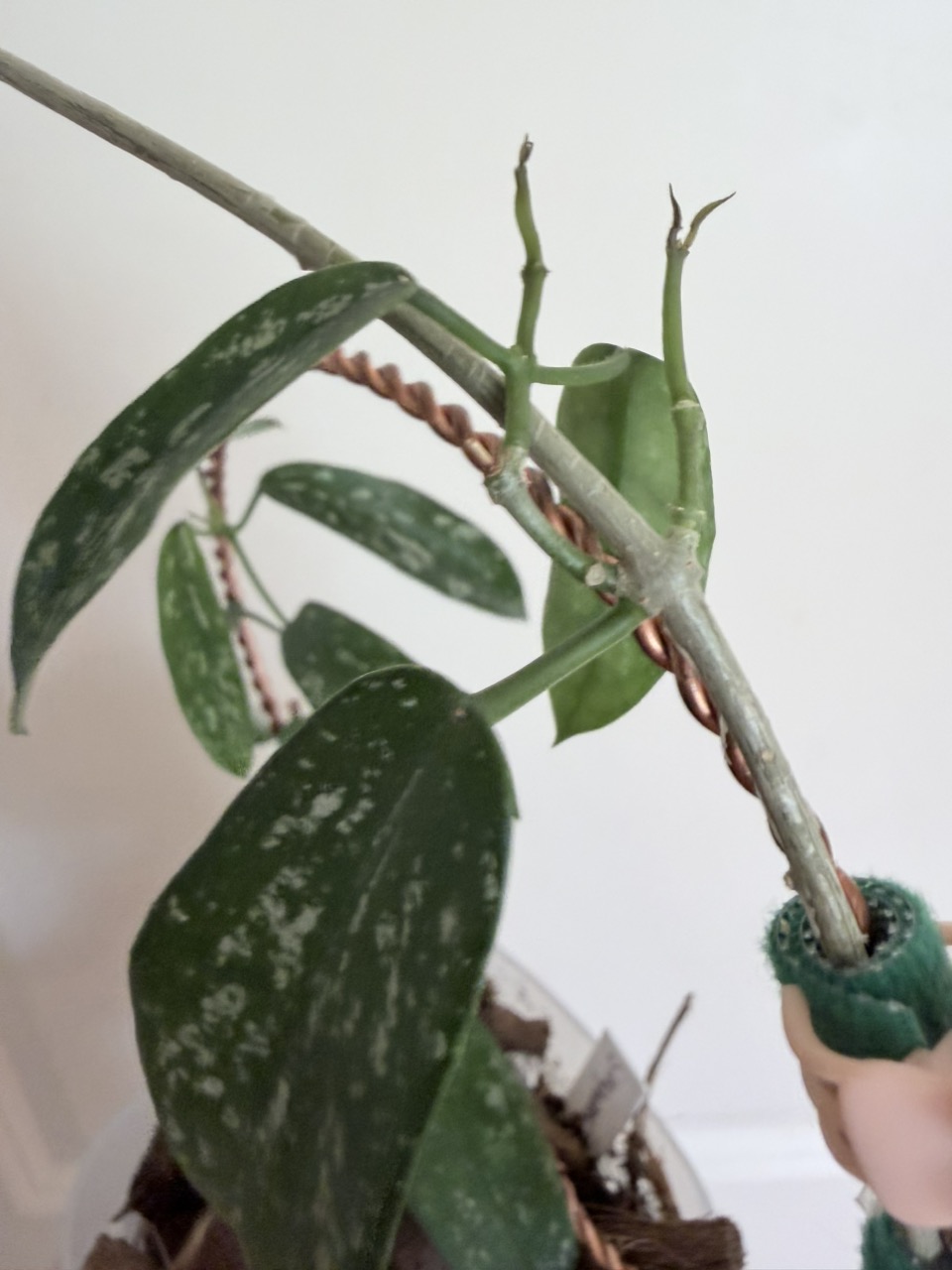 Hoya Lacunosa Full moon ($26) from @Gmae