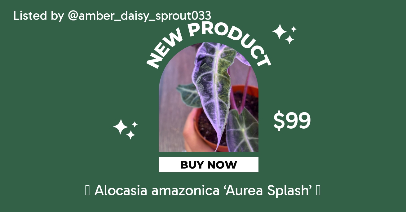 Alocasia amazonica 'Aurea Splash'  ($120) from @Exotic_Roots