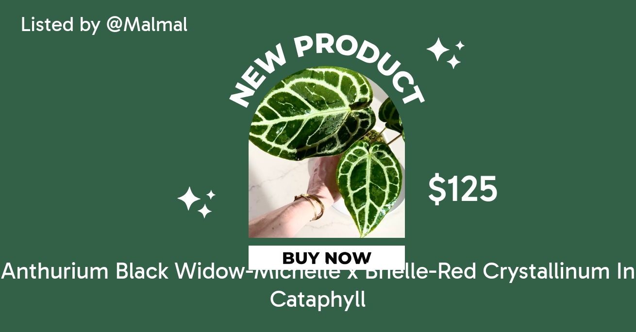 Anthurium Black Widow-Michelle x Brielle-Red Crystallinum In