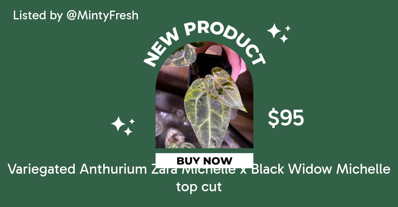 Variegated Anthurium Zara Michelle x Black Widow Michelle top cut