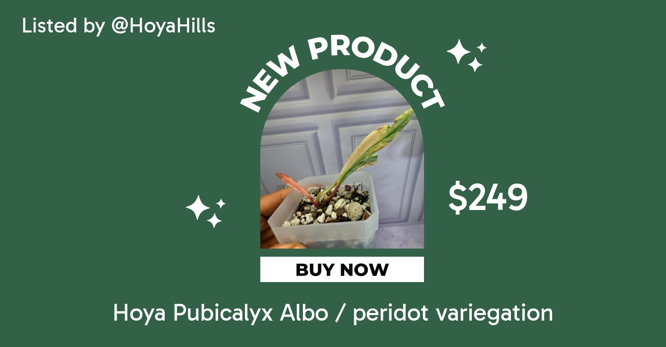Hoya Pubicalyx Albo / peridot variegation ($249) from @HoyaHills