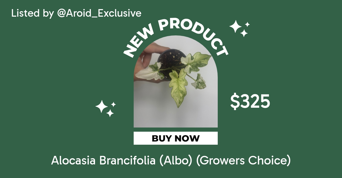 ブランキフォリア アルボ Alocasia Brancifolia (Albo) (Growers Choice) ($325) from
