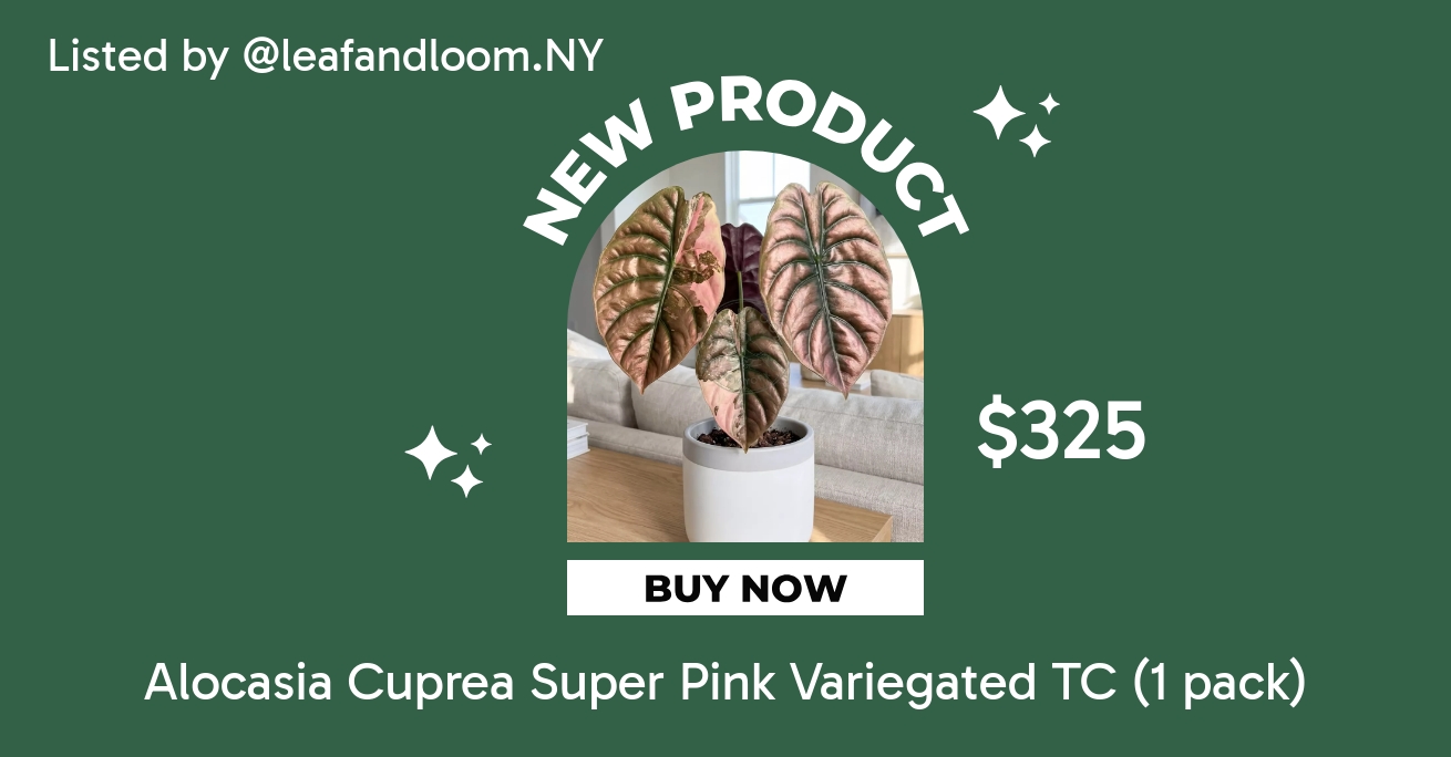 Alocasia Cuprea Super Pink Variegated TC (1 pack) ($325) from