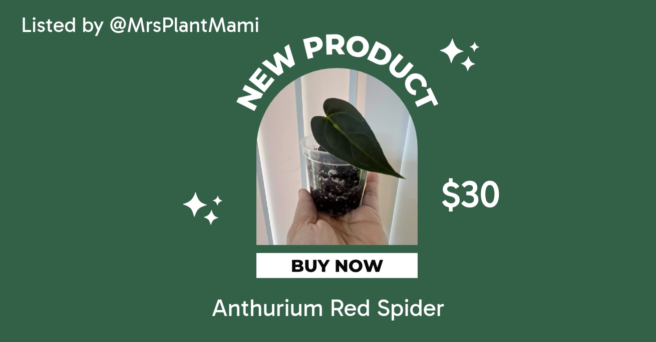 anthurium draconopterum x besseae Anthurium besseae aff 