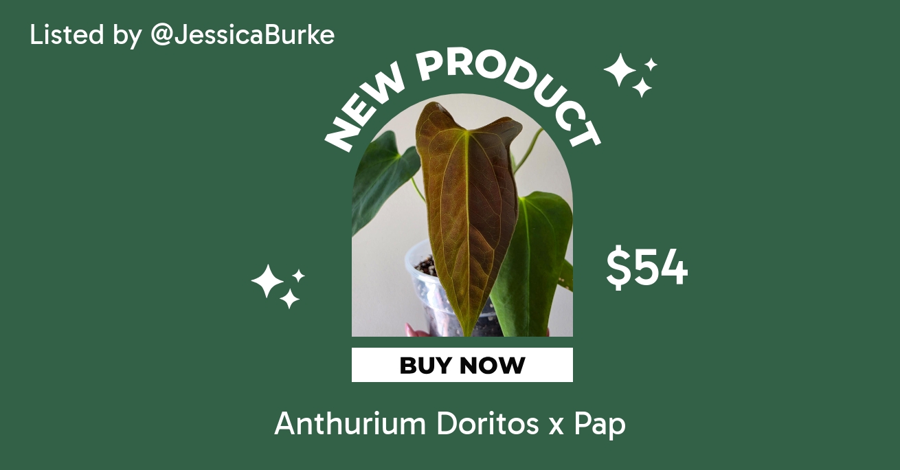 Anthurium Doritos x Pap ($54) from @RareRootsTropical