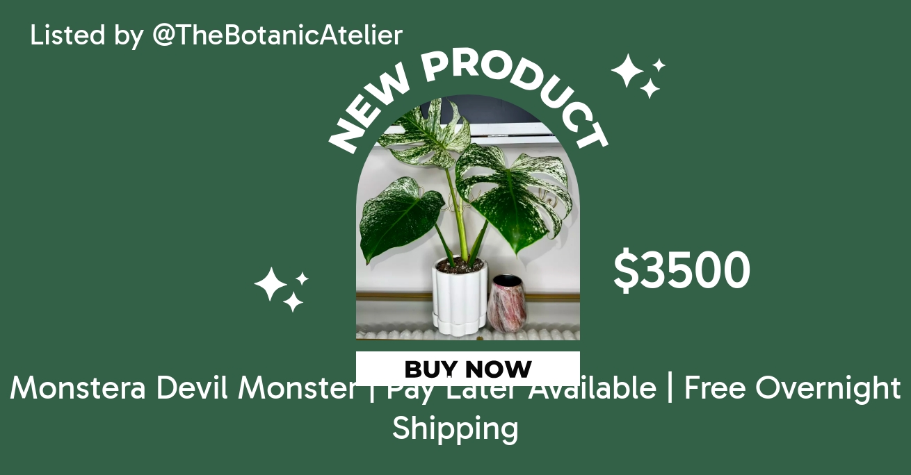 Monstera Devil Monster | Pay Later Available | Free Overnight