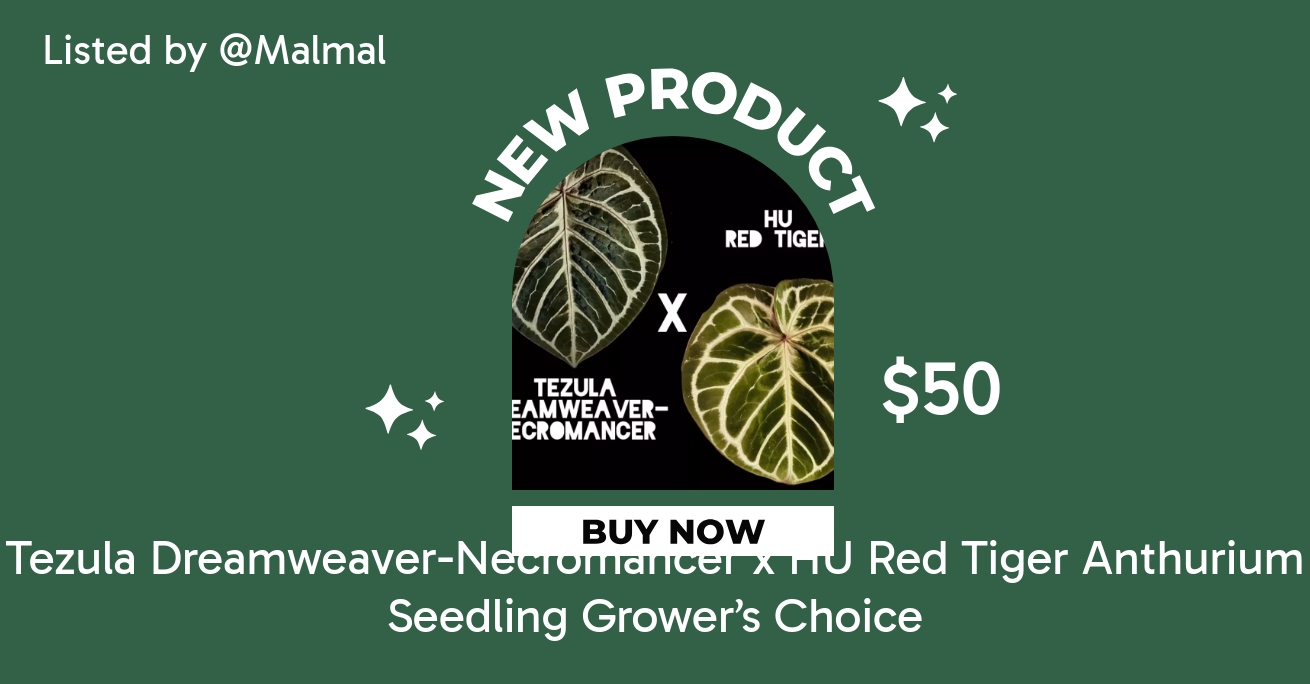Tezula Dreamweaver-Necromancer x HU Red Tiger Anthurium Seedling