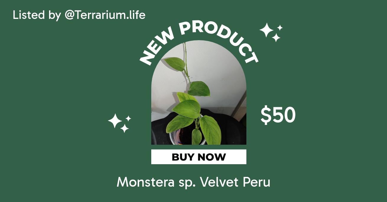 Monstera sp. Velvet ($45) from @Terrarium.life