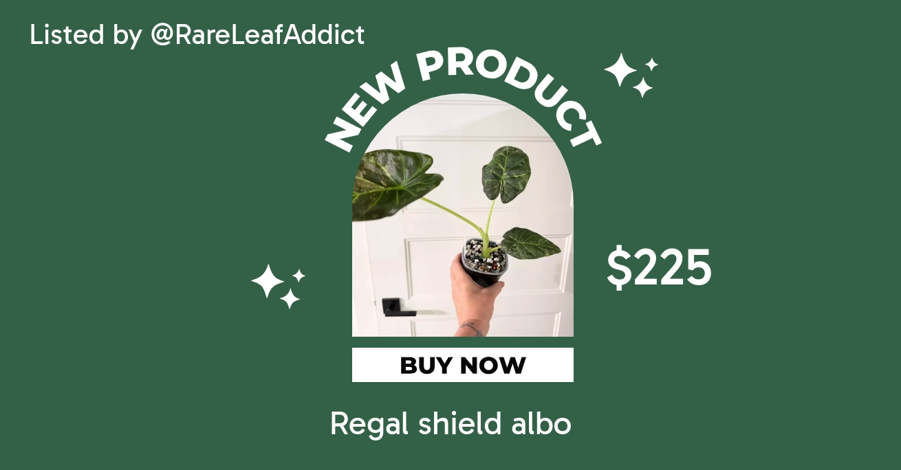 Alocasia De Beers Blue albo ($950) from @RareLeafAddict
