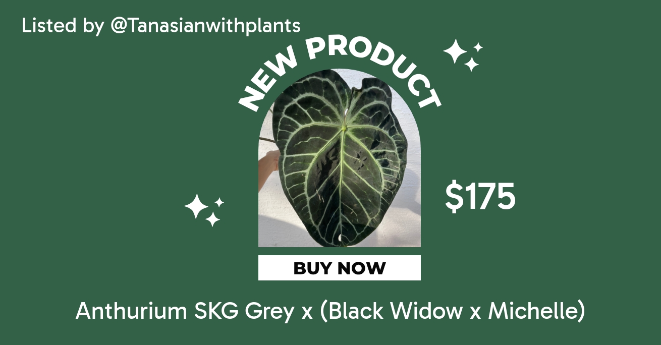 Anthurium SKG Grey x (Black Widow x Michelle) ($175) from