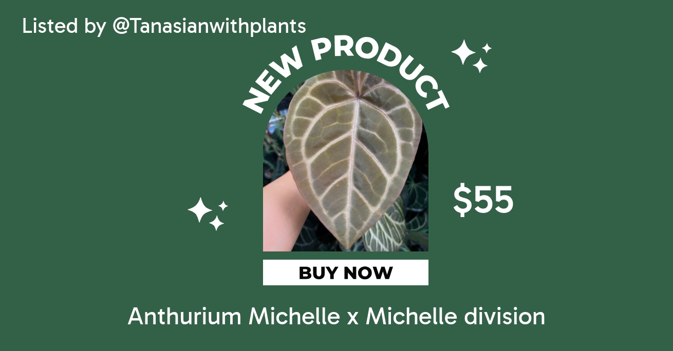 アンスリウム　ミシェル　Division Anthurium Michelle x Michelle division ($55) from @Tanasianwithplants