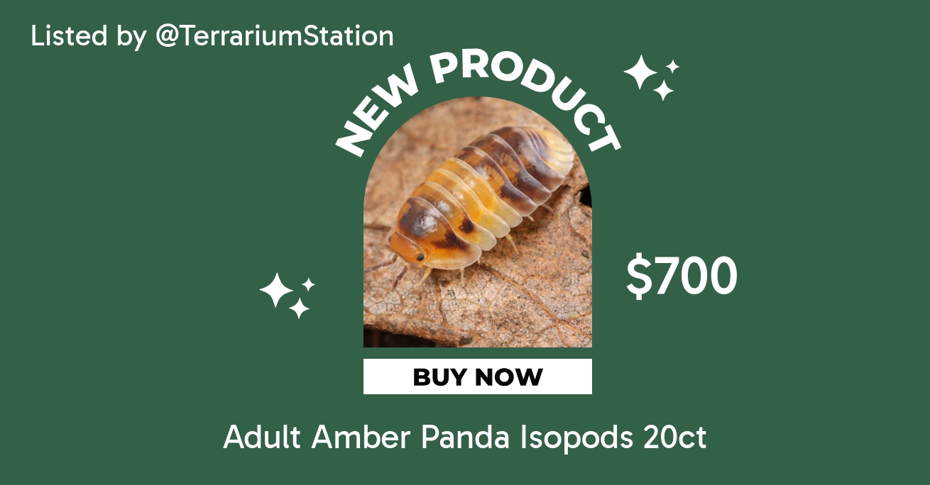 Adult Amber Panda Isopods 20ct ($700) from @TerrariumStation