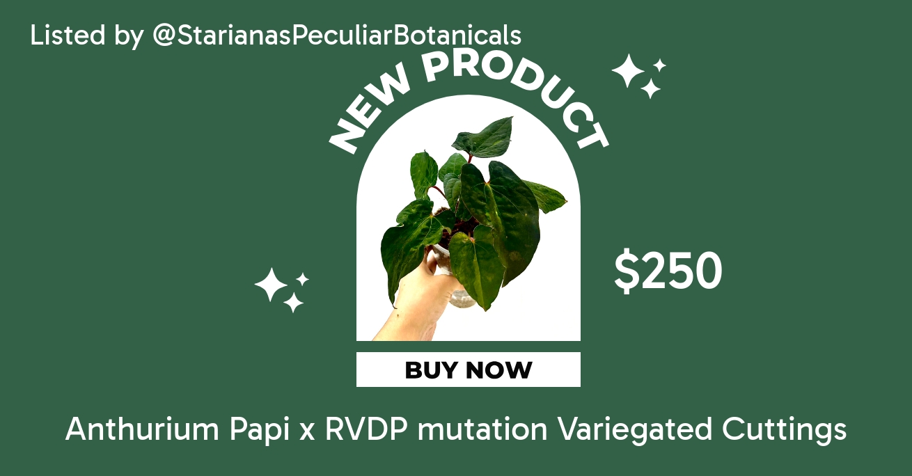 Mutation Variegated Anthurium Besseae Aff x Papi Mid Cutting ($150