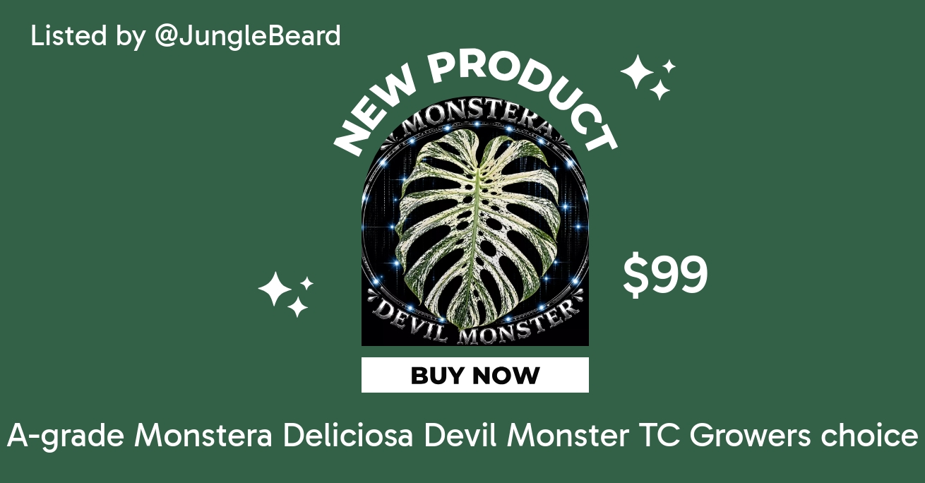A-grade Monstera Deliciosa Devil Monster TC Growers choice ($79