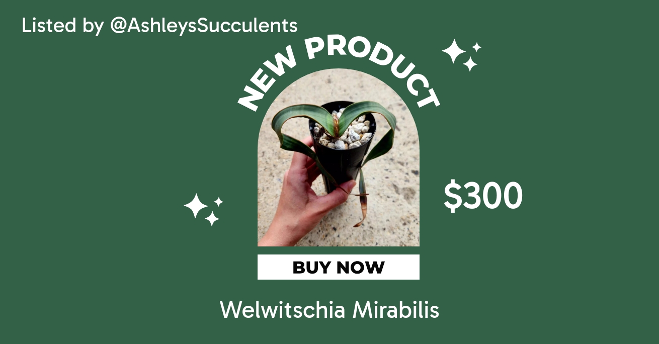Welwitschia Mirabilis ($275) from @AshleysSucculents