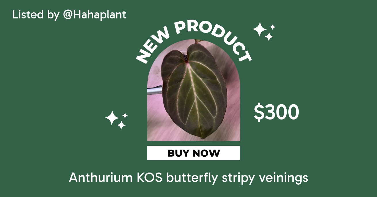 variegated anthurium RL (from JV) x papi green velvet ($500) from