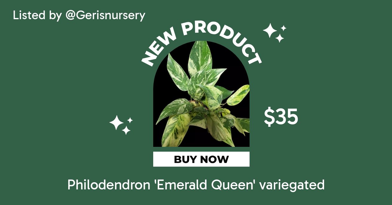 Philodendron 'Emerald Queen' variegated ($38.5) from @Gerisnursery