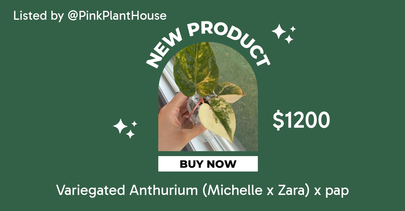 Variegated Anthurium (Michelle x Zara) x pap ($1200) from