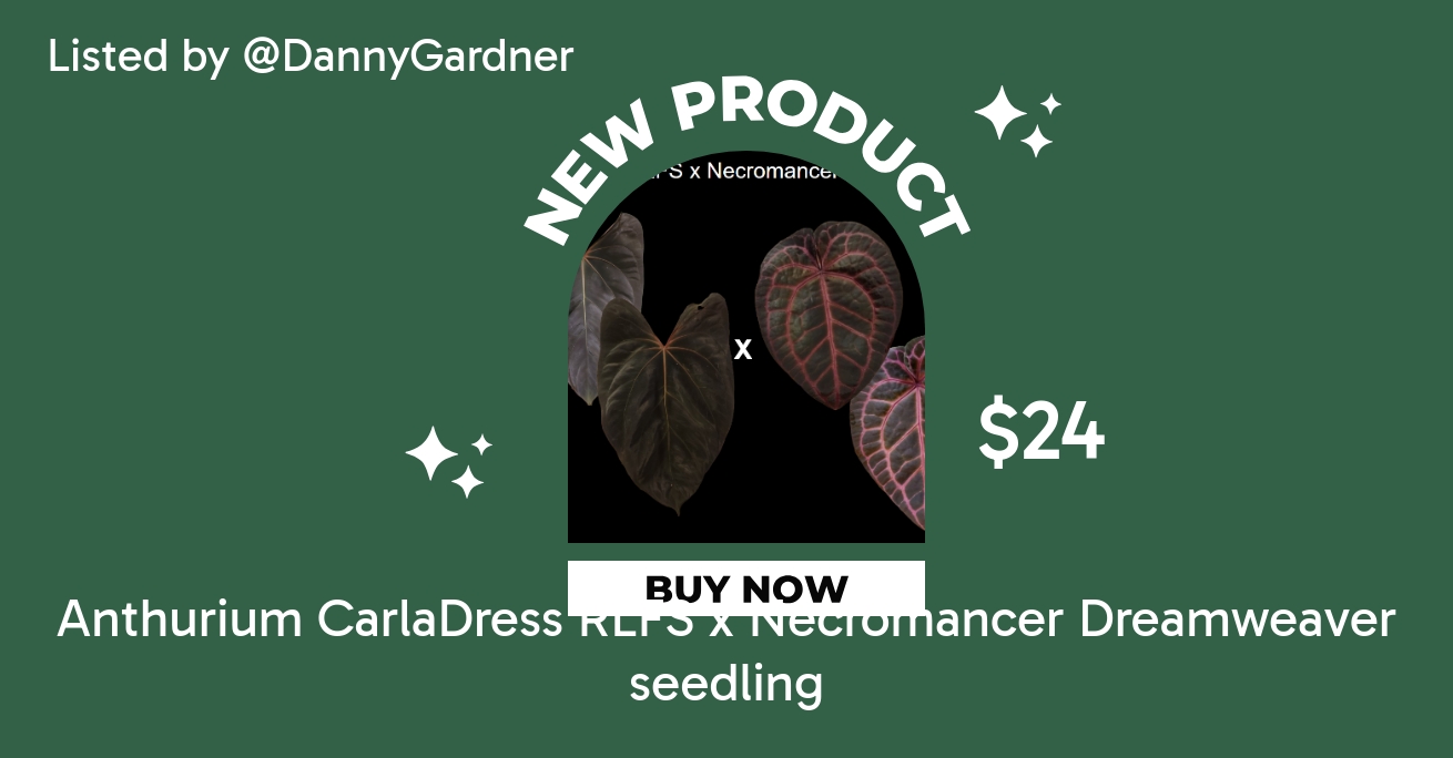 Anthurium CarlaDress RLFS x Necromancer Dreamweaver seedling ($24