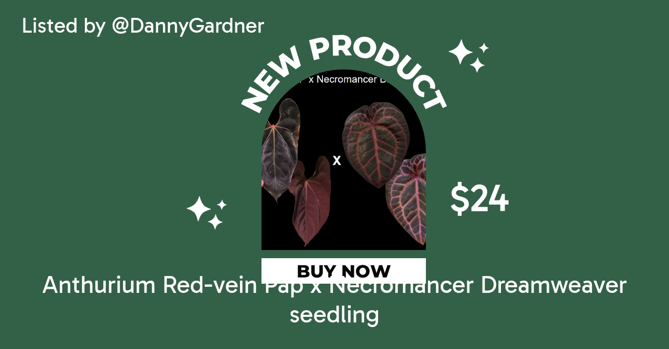 Anthurium Mr.Worldwide x RL self papillilaminum wide sinus