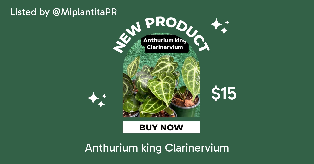Anthurium king Clarinervium ($15) from @MiplantitaPR