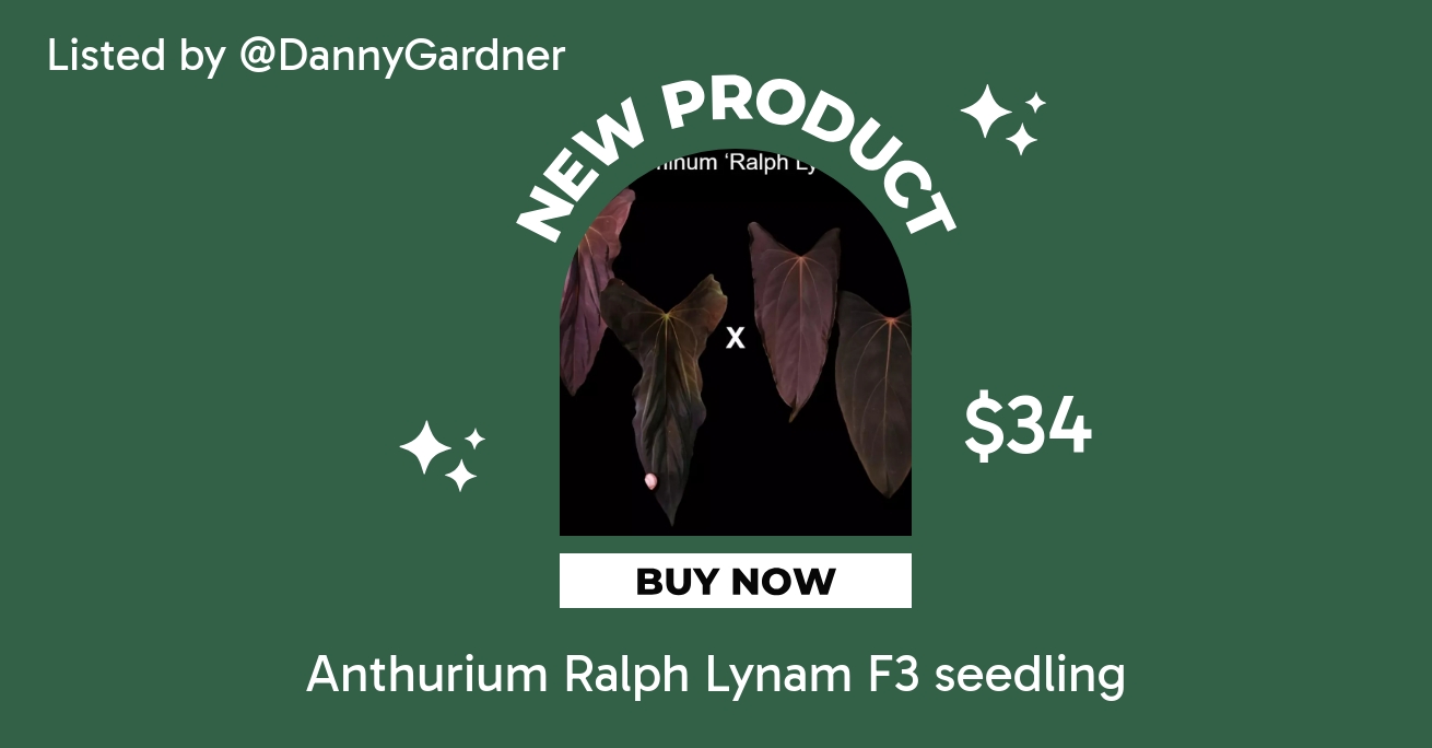 Anthurium Mr.Worldwide x RL self papillilaminum wide sinus