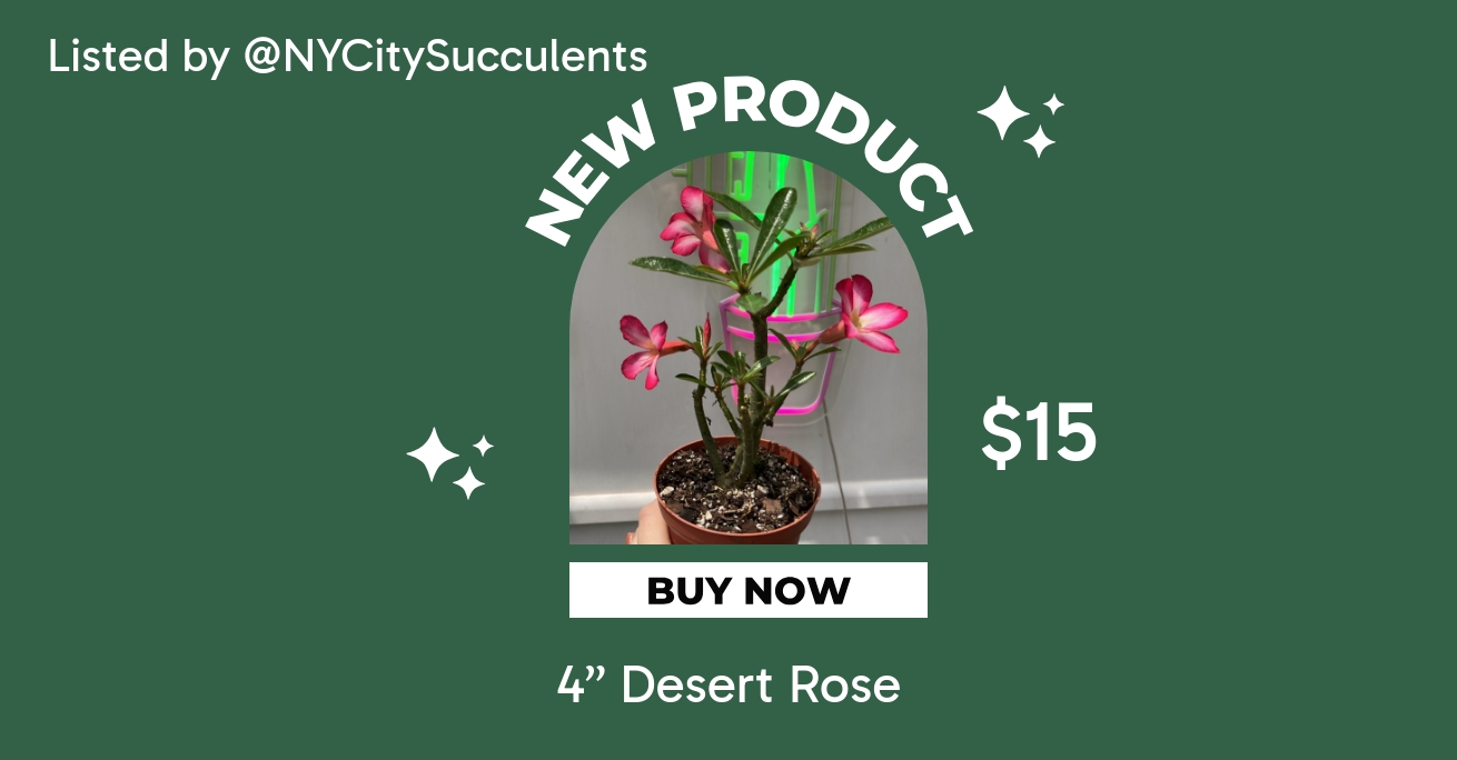 4” Desert Rose ($15) from @NYCitySucculents