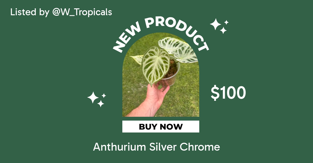 Anthurium Silver Chrome ($85) from @W_Tropicals