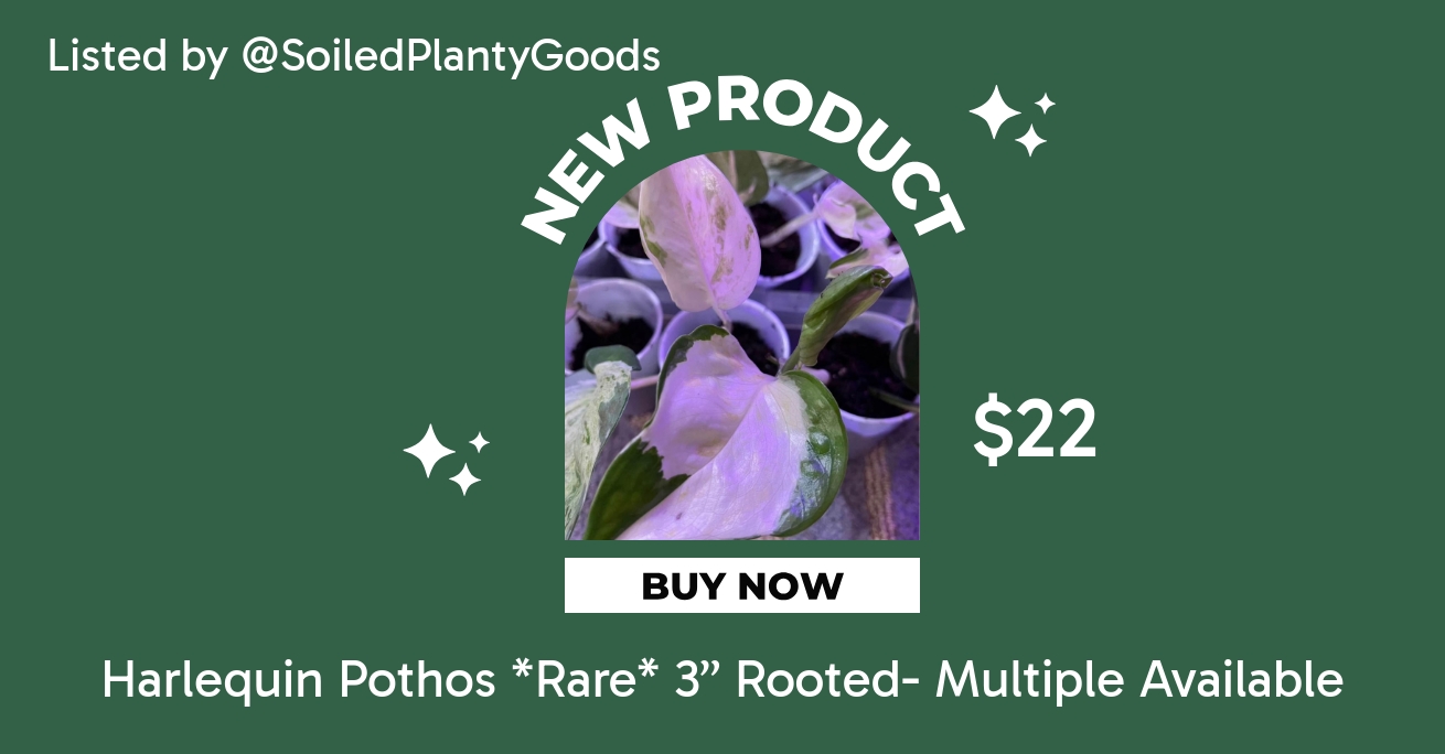 Harlequin Pothos *Rare* 3 Rooted- Multiple Available ($22) from  @SoiledPlantyGoods