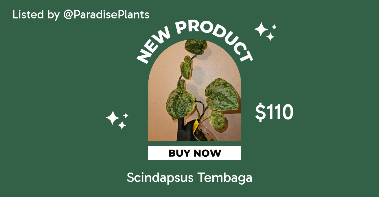 Scindapsus Tembaga ($110) from @ParadisePlants