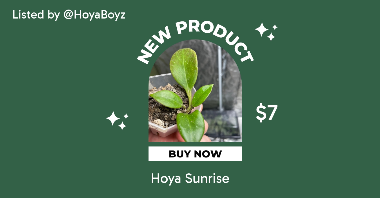 Hoya Sunrise ($7) from @HoyaBoyz