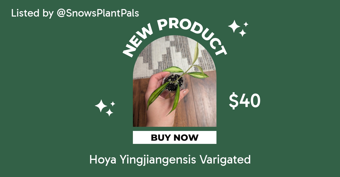 Hoya Yingjiangensis Varigated ($40) from @SnowsPlantPals