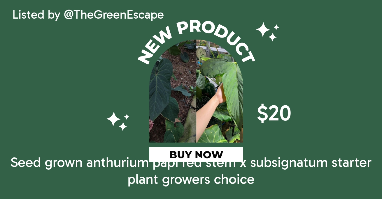 Seed grown anthurium papi. red stem x subsignatum starter plant
