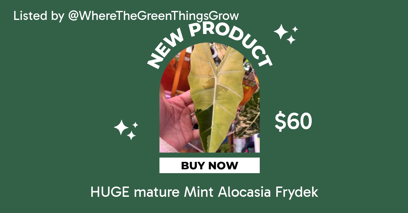 Anthurium (KOS x AOS) x (Pink Lemonade x Red Crystal) ($25) from