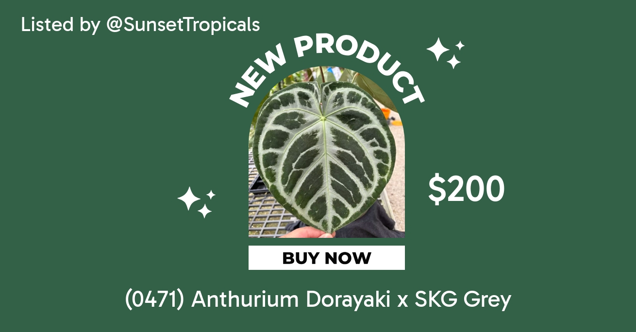 0471) Anthurium Dorayaki x SKG Grey ($300) from @SunsetTropicals