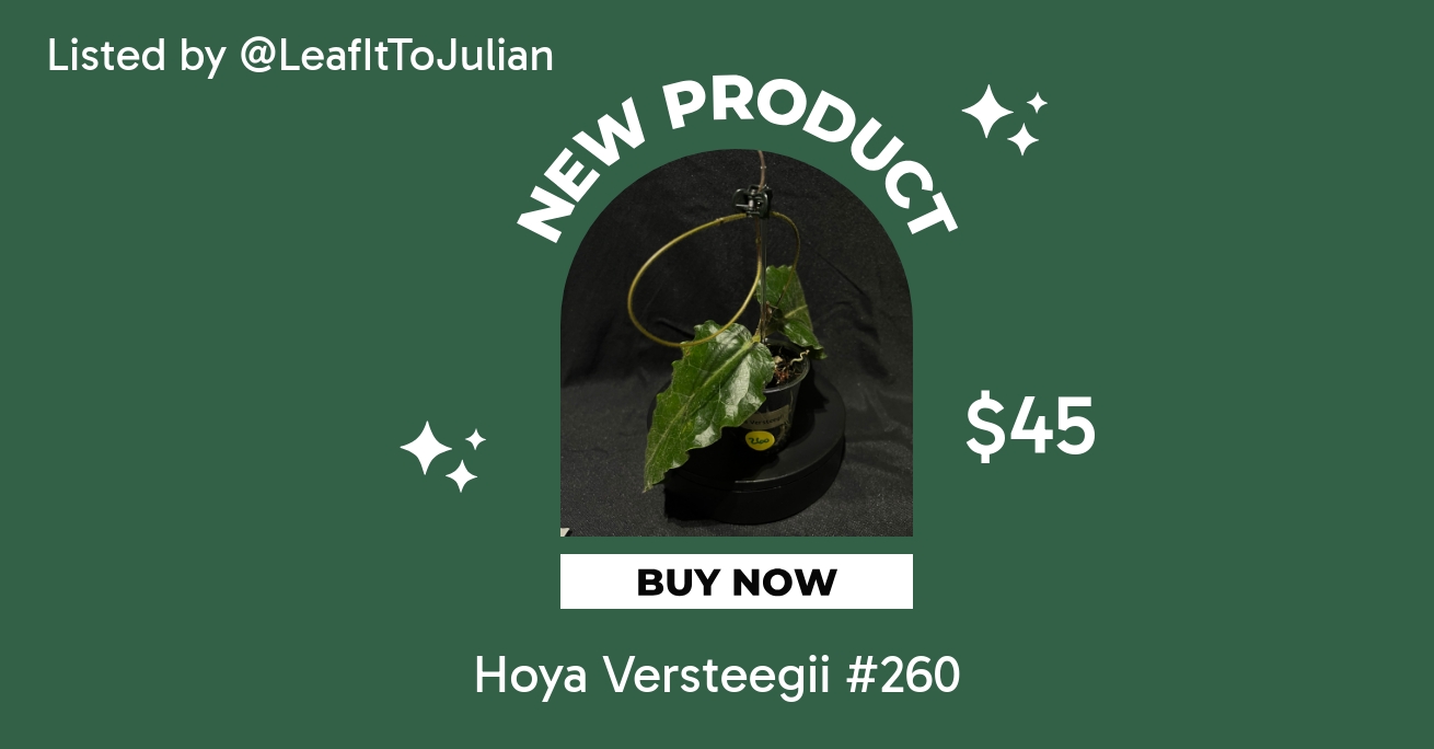 Hoya Versteegii #260 ($45) from @LeafItToJulian