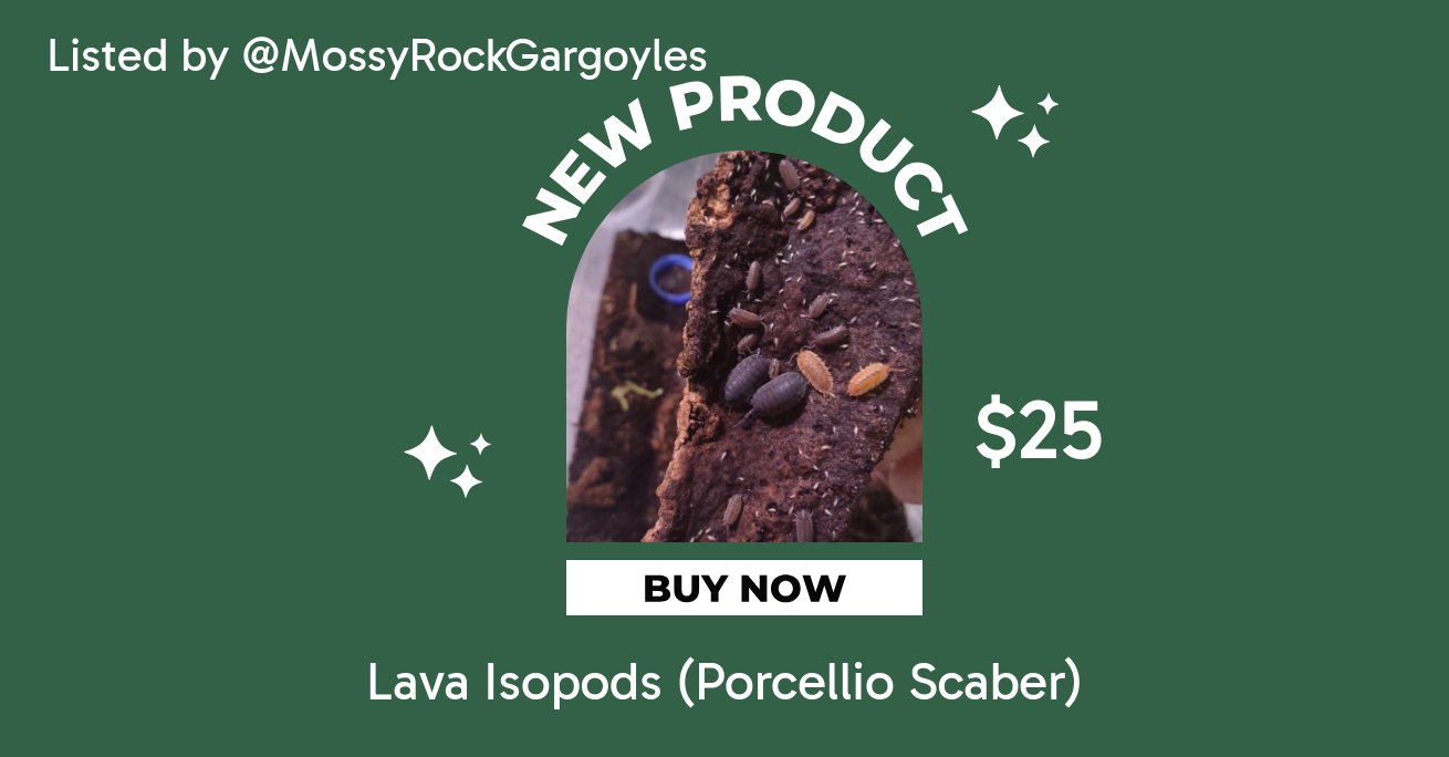 Lava Isopods (Porcellio Scaber) ($25) from @MossyRockGargoyles
