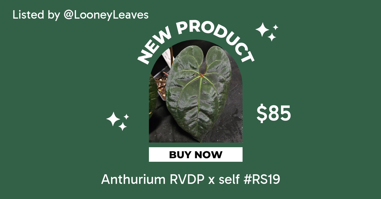 Anthurium RVDP x self #RS19 ($85) from @LooneyLeaves