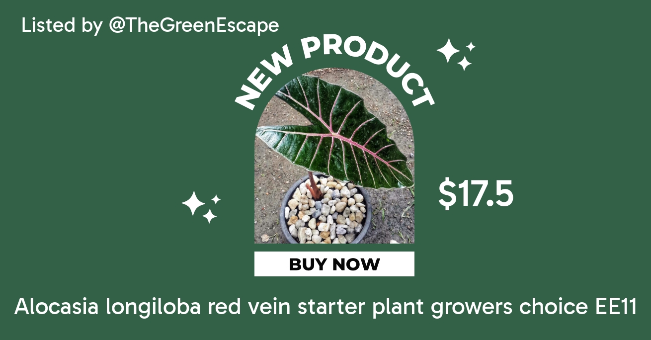 Alocasia watsoniana red vein starter plant growers choice EE11